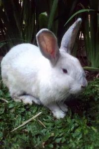 Nilai dan fungsi kentongan pada masyarakat Bali