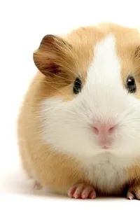 Dictionnaire Français-Bangla