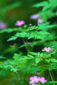 English-Chin (Haka) dictionary