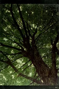 Trees (Time-Life Encyclopedia of Gardening)