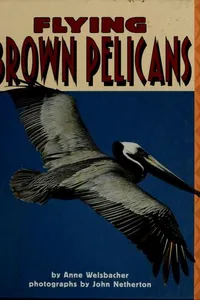 Flying brown pelicans