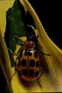 Pests and Diseases (Time-Life Encyclopedia of Gardening)