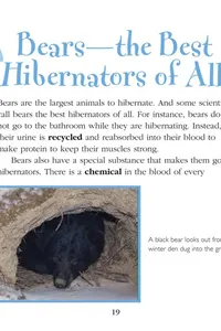 Why do bears hibernate?