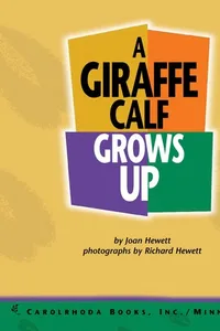 A giraffe calf grows up