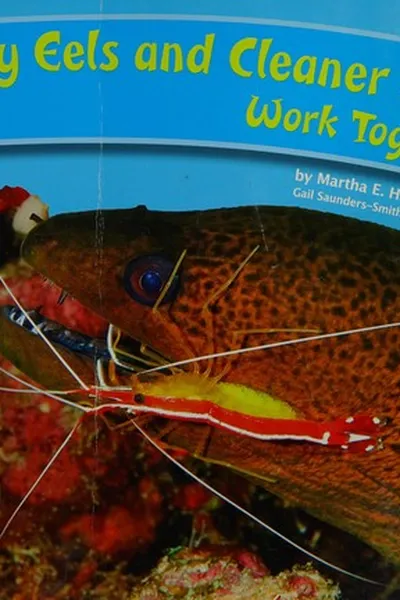 Capa de Moray eels and cleaner shrimp work together