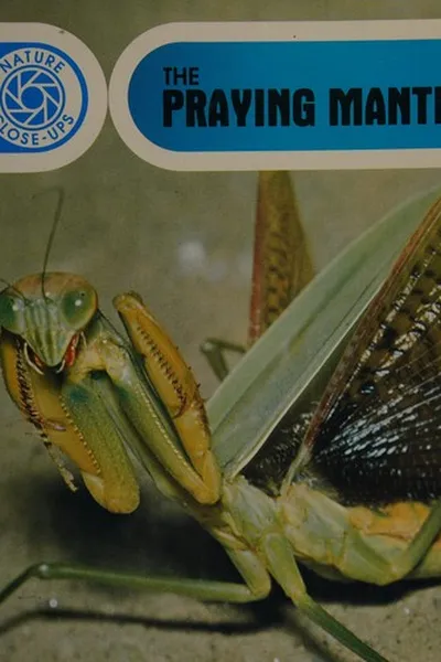 Cover of The praying mantis