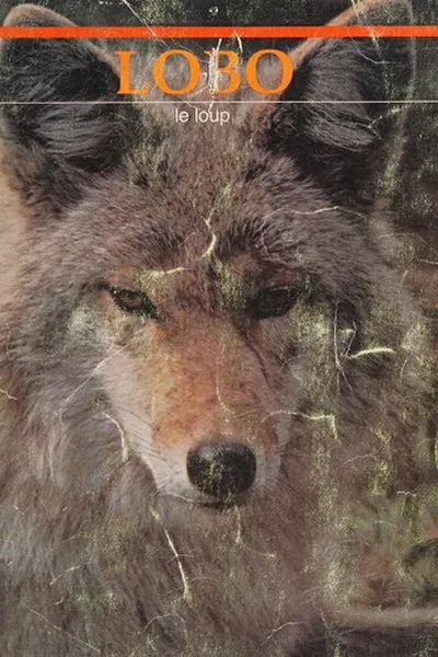 Capa de Lobo, le loup