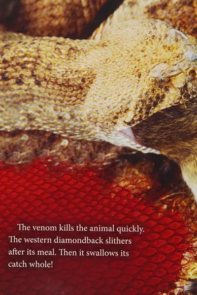 Capa de Western diamondback rattlesnakes