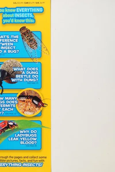 Capa de Everything insects