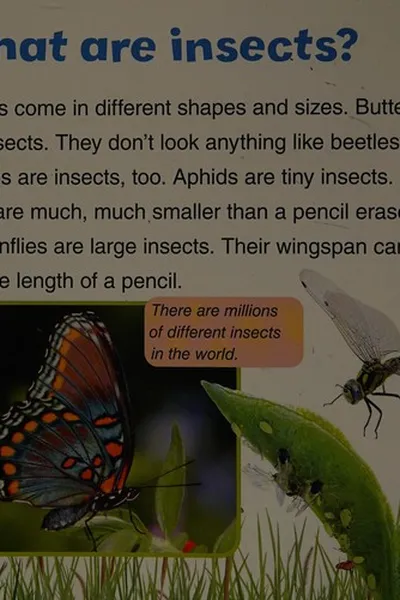 Capa de What do insects eat?