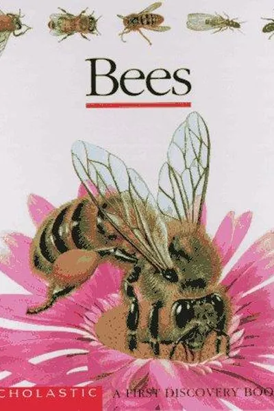 Capa de Bees (First Discovery)
