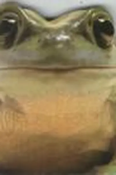 Cover of Funny animals