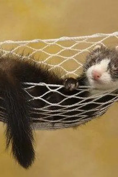 Capa de Making soft dinos