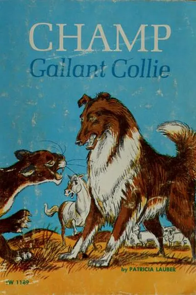 Capa de Champ, gallant collie