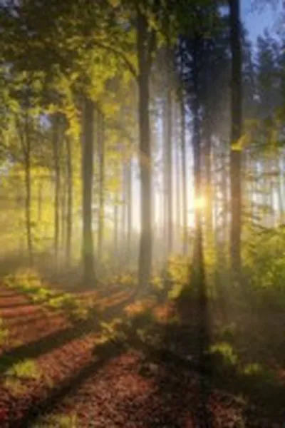 Cover of Crimes Perfeitos