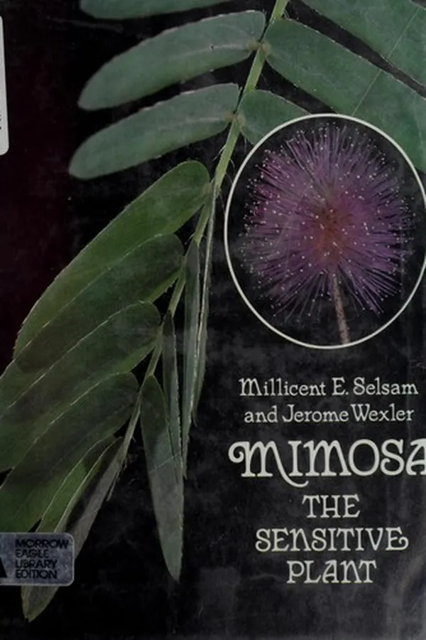 Capa de Mimosa, the sensitive plant