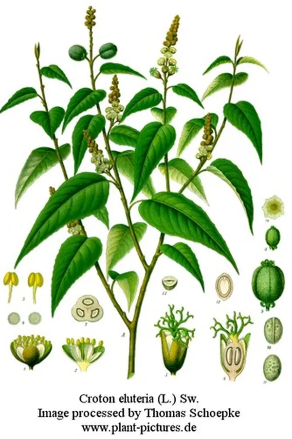 Capa de Textbook of pharmacognosy