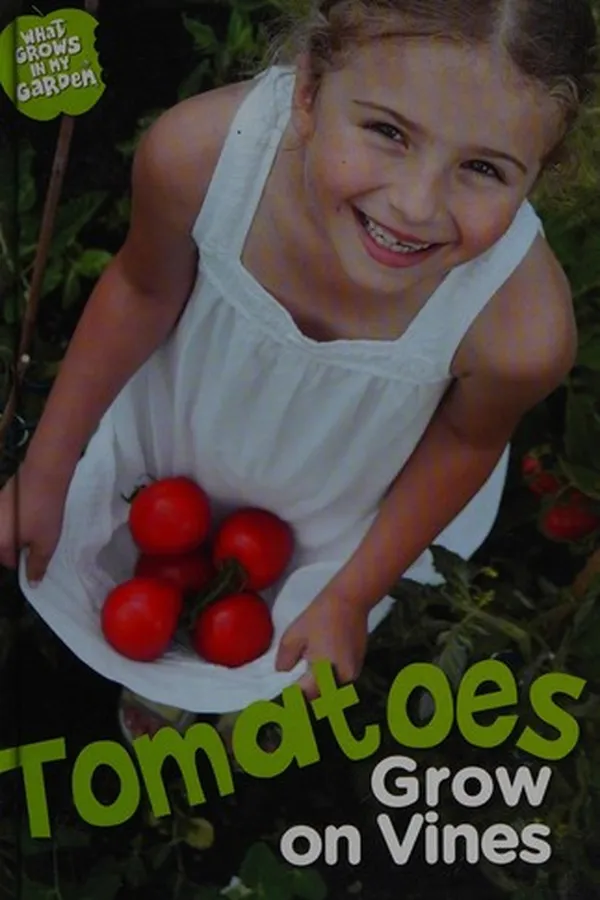 Capa de Tomatoes grow on the vine