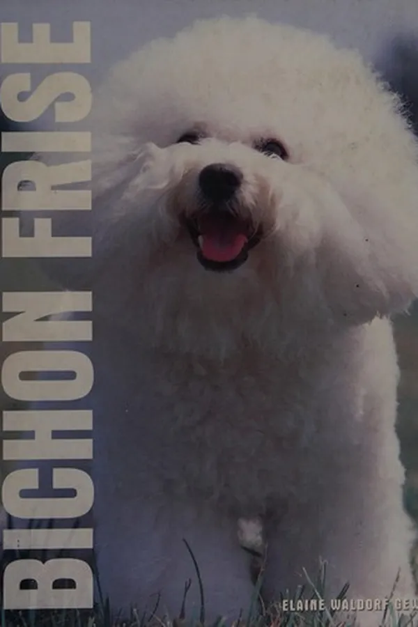 Capa de Bichon Frise