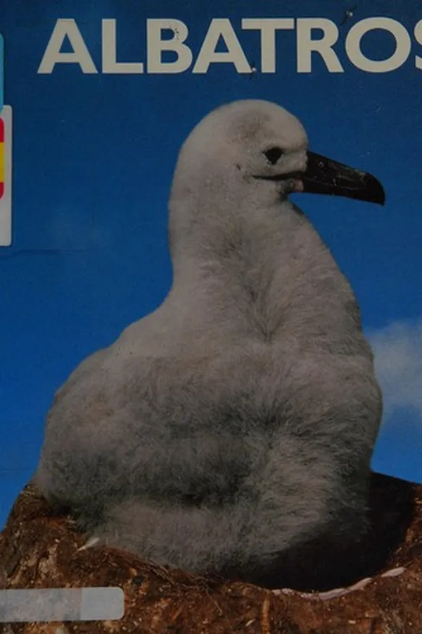 Cover of Albatros