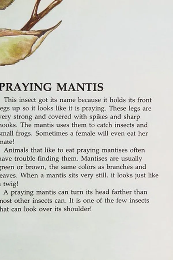 Capa de A picture book of insects