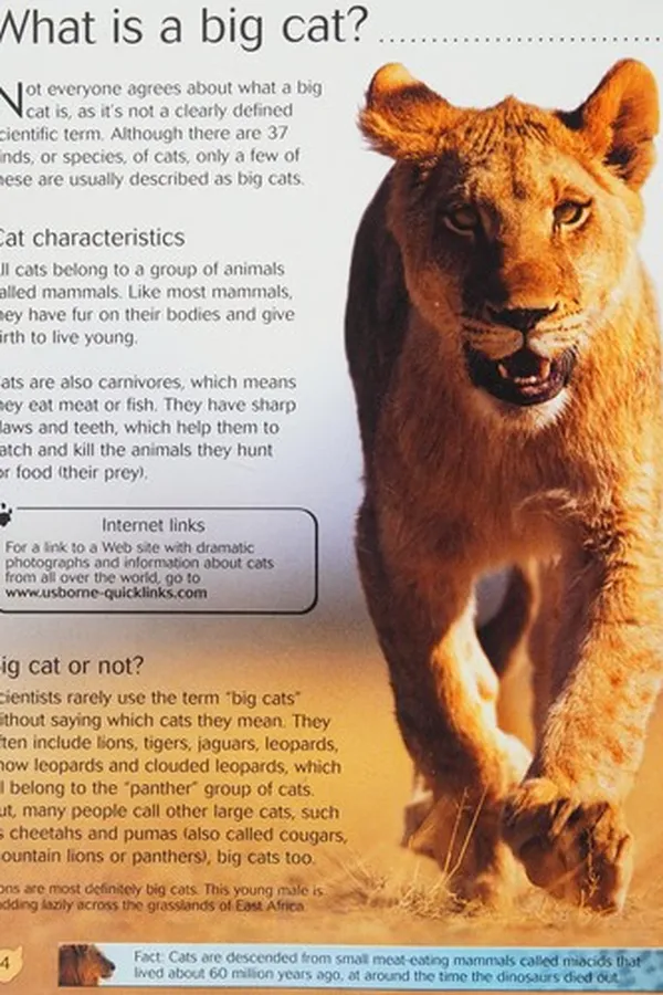 Capa de Big cats