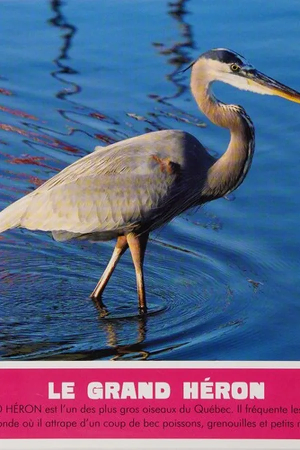 Capa de Les oiseaux du Québec