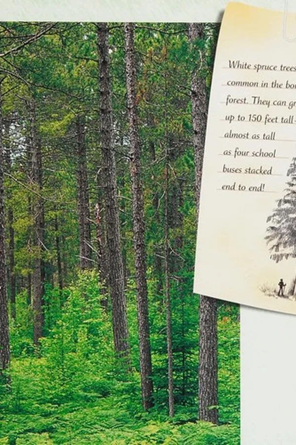 Capa de A walk in the boreal forest