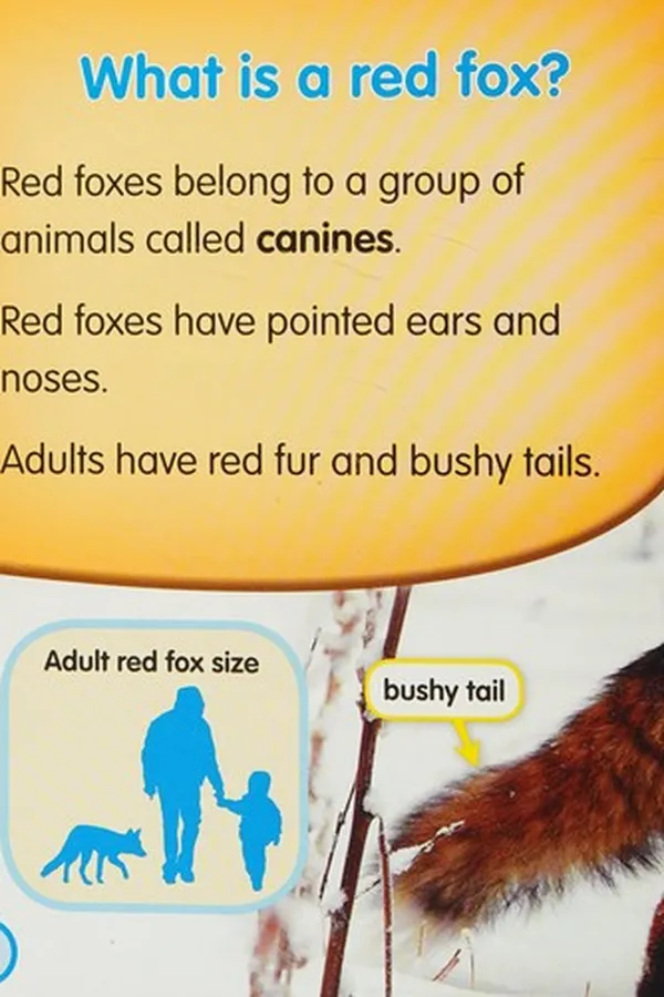 Capa de Red foxes
