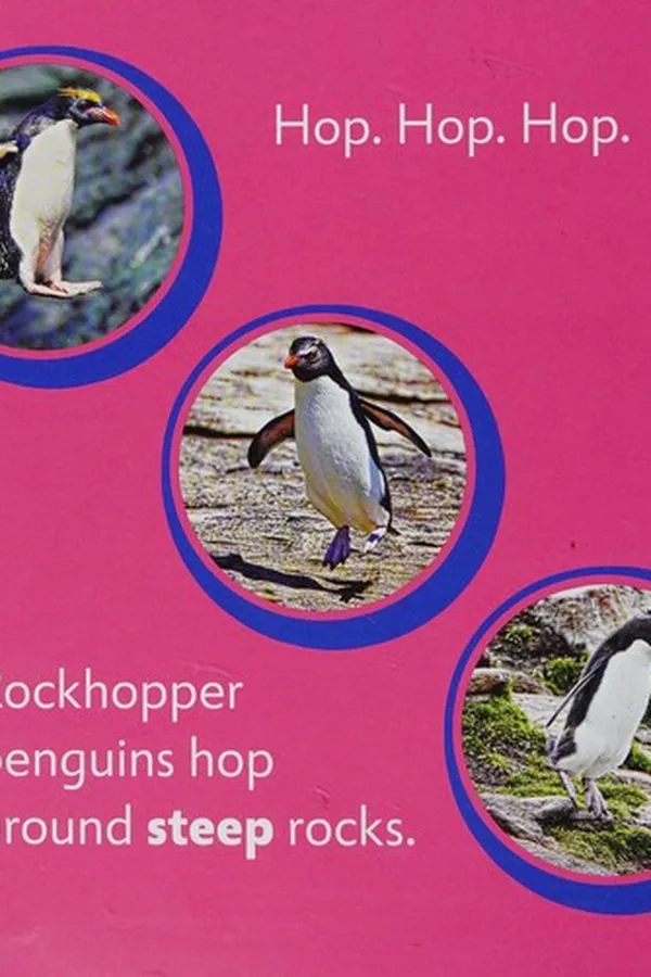 Capa de Rockhopper penguin