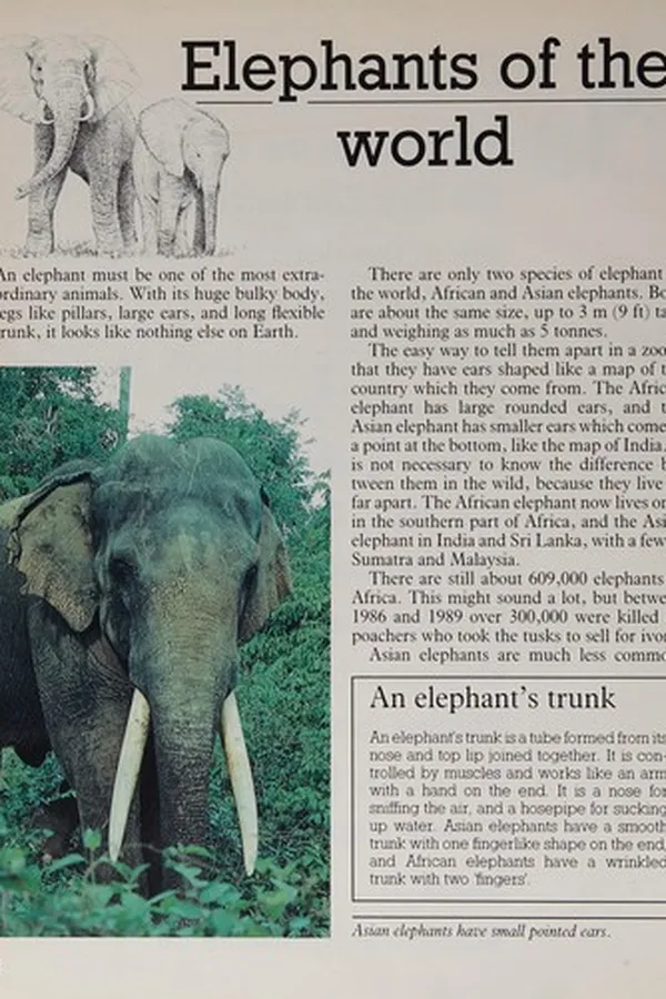 Capa de The elephant