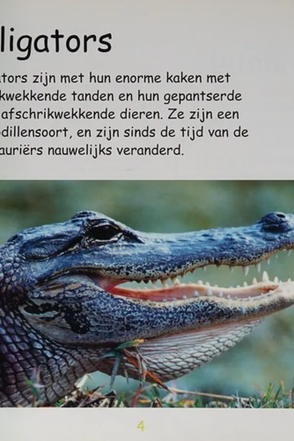 Capa de Alligator