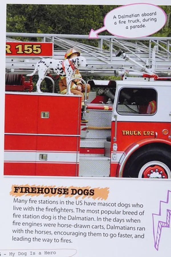 Capa de My dog is a hero