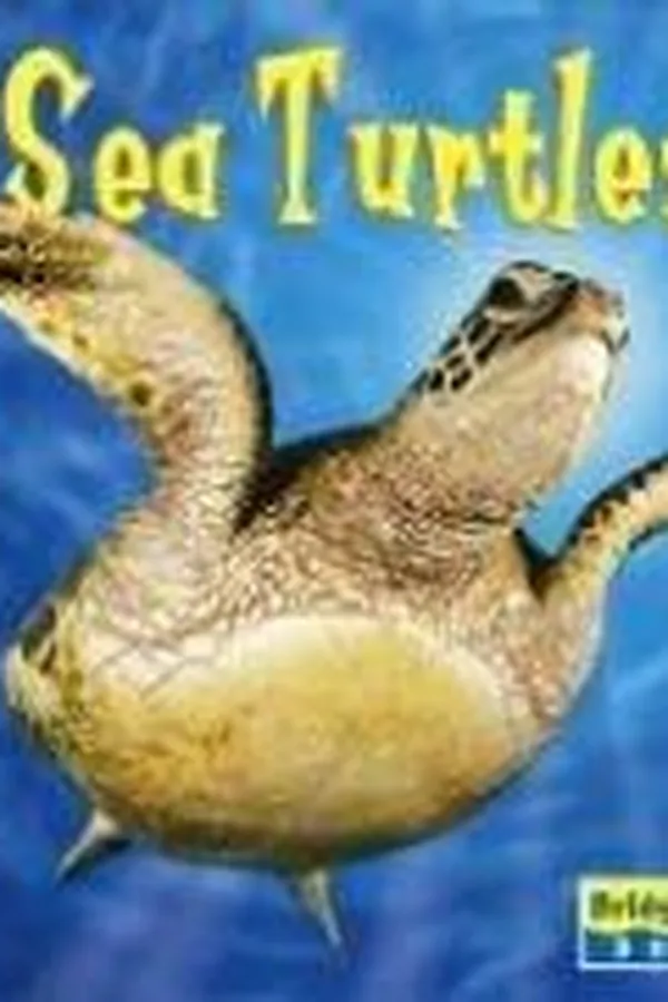 Capa de Sea turtles