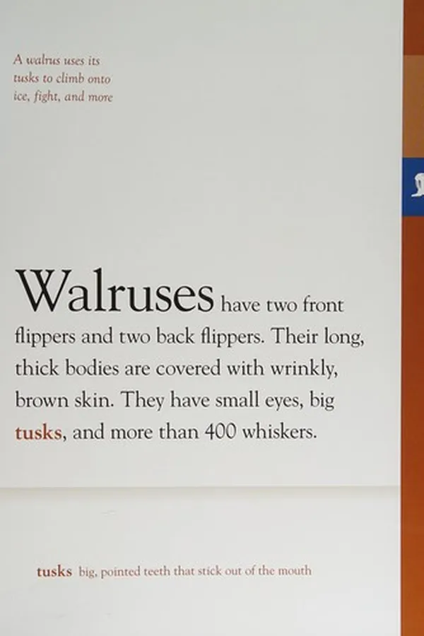Capa de Walruses