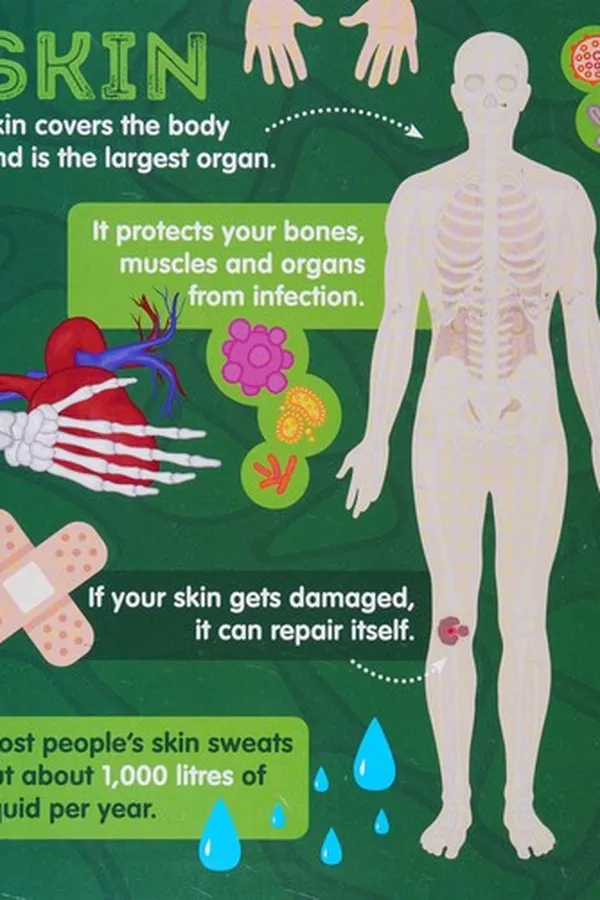 Capa de Human Body