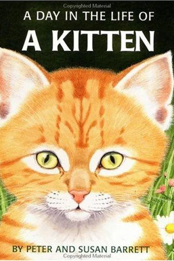 Capa de A day in the life of a kitten