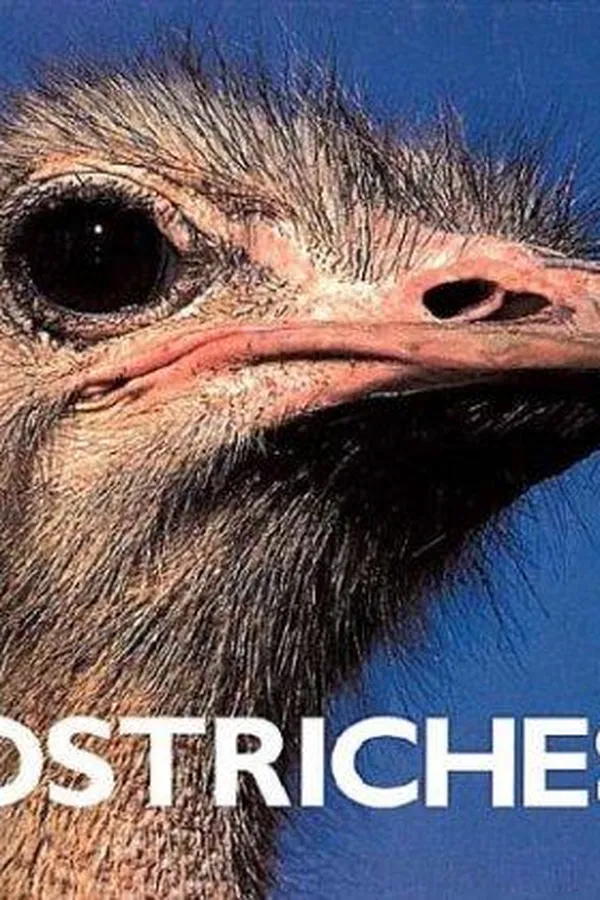 Capa de Ostriches