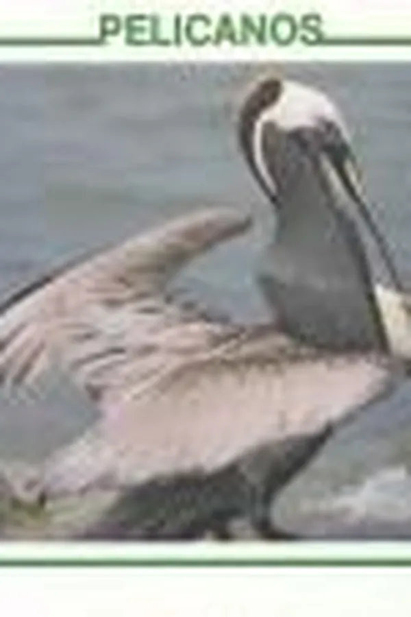 Capa de Pelicans