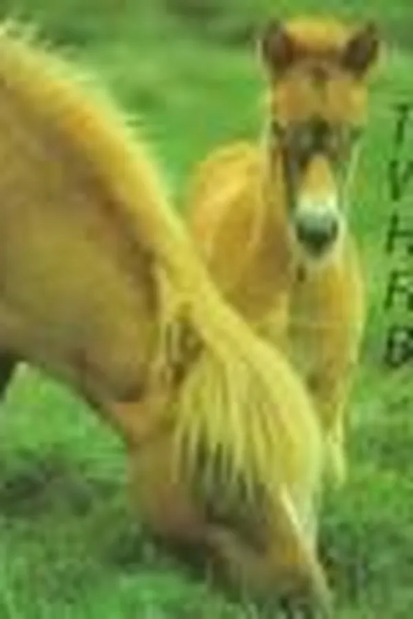 Capa de Pferde-Kinder-Buch