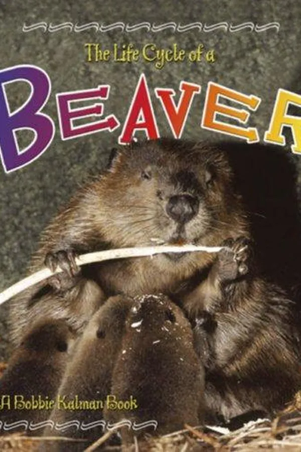 Capa de The Life Cycle of a Beaver (The Life Cycle)
