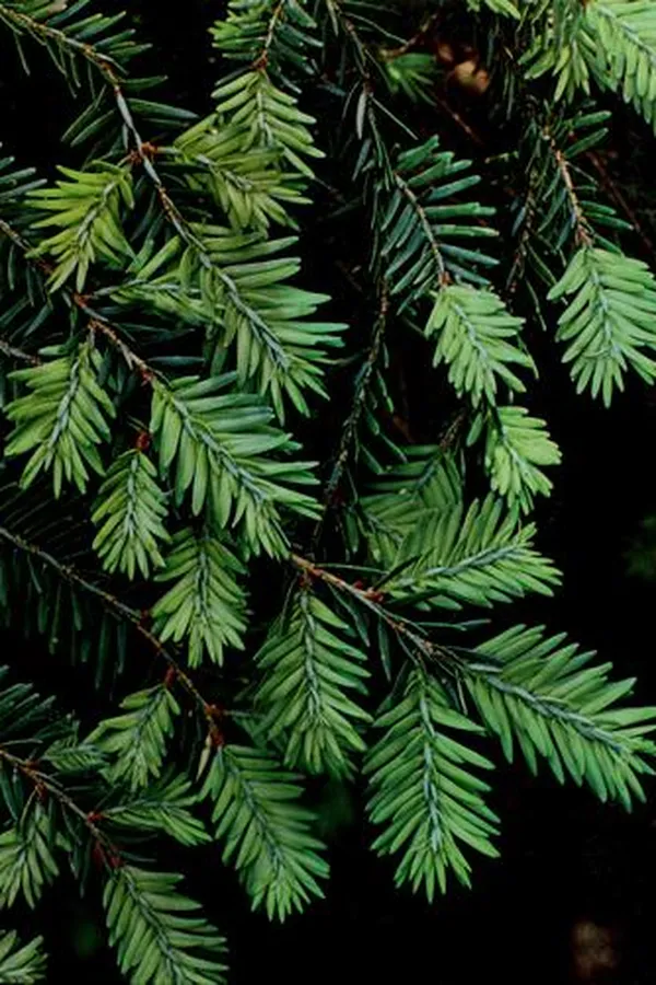 Capa de Evergreens (Time-Life Encyclopedia of Gardening)