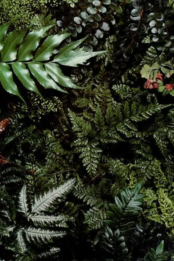 Capa de Ferns (Time-Life Encyclopedia of Gardening)