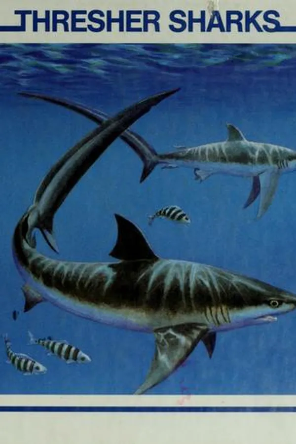 Capa de Thresher sharks