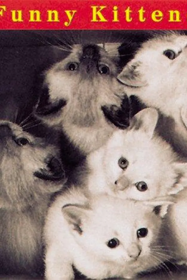 Capa de Funny Kittens (Welcome Books (Steward Tabori & Chang))