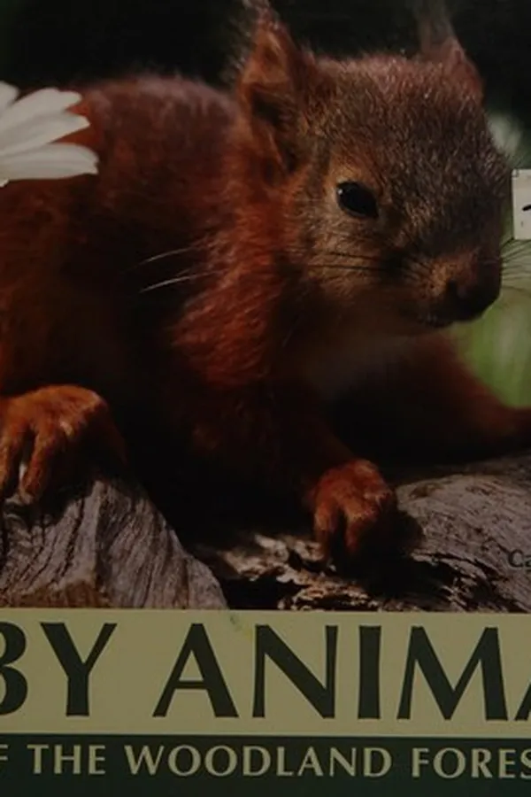 Capa de Baby animals of the woodland forest